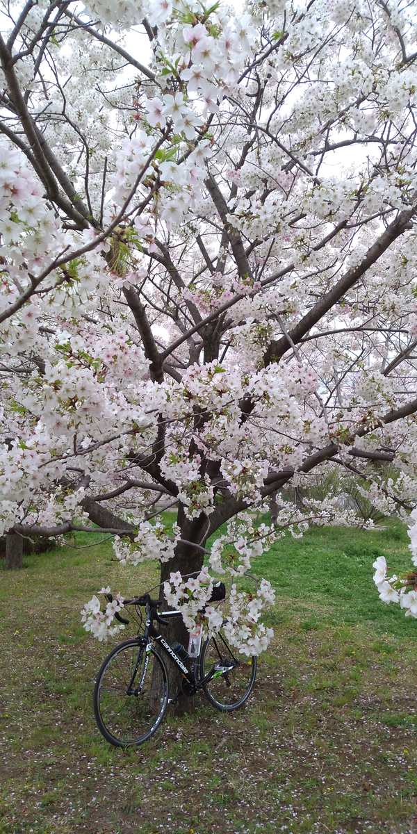 f:id:suou9072:20190410165632j:plain