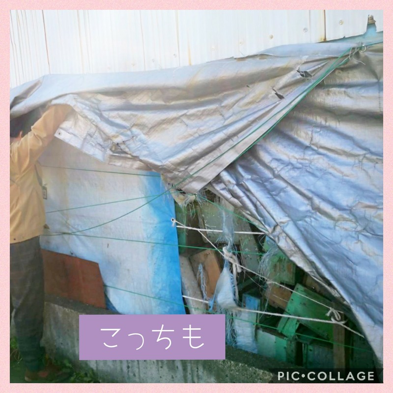 Collage 2020-03-22 18_12_28