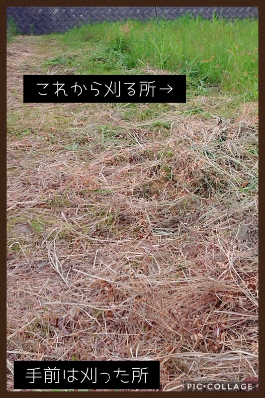 Collage 2020-06-06 20_55_30