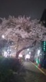 [日常] 桜