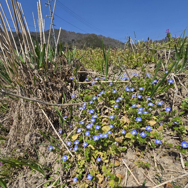 f:id:super-Bonjin:20250325122246j:image