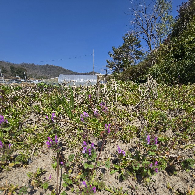 f:id:super-Bonjin:20250325122310j:image