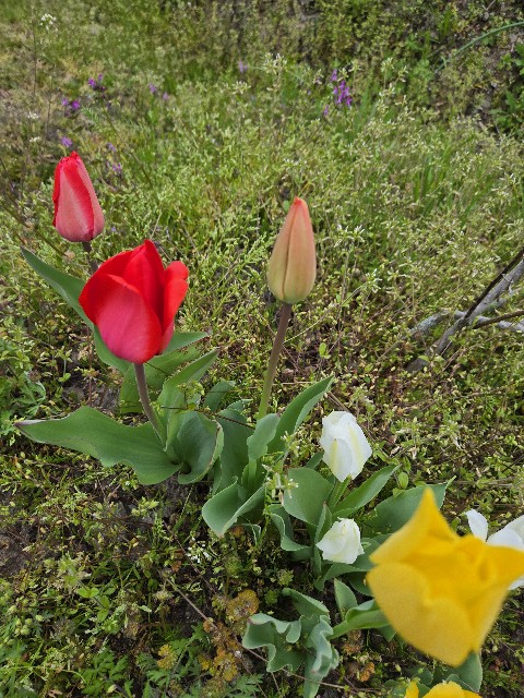 f:id:super-Bonjin:20250423041558j:image