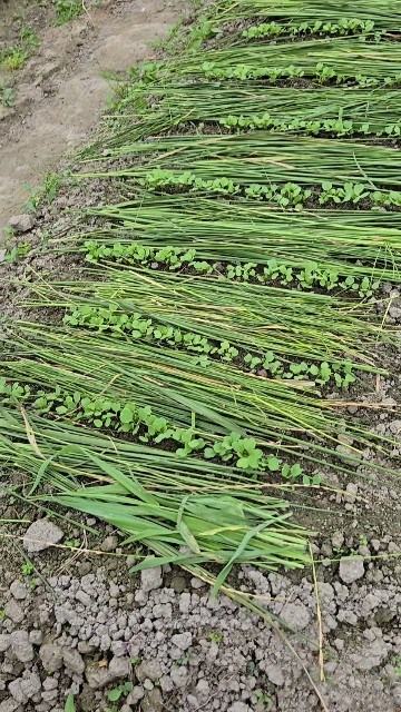 f:id:super-Bonjin:20250622094711j:image