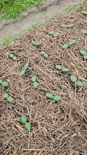 f:id:super-Bonjin:20250622094749j:image