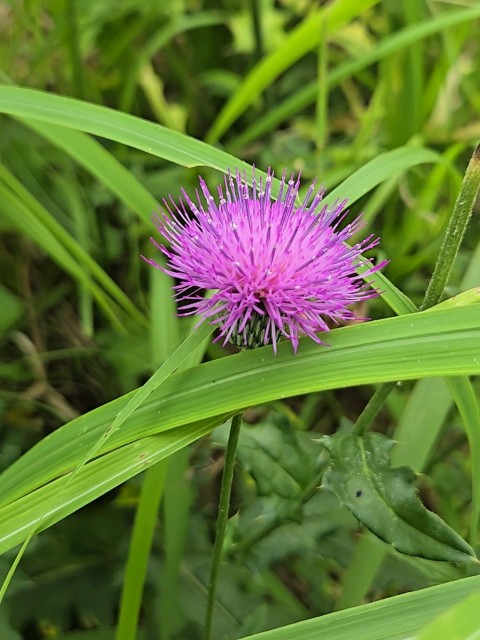 f:id:super-Bonjin:20250628131516j:image