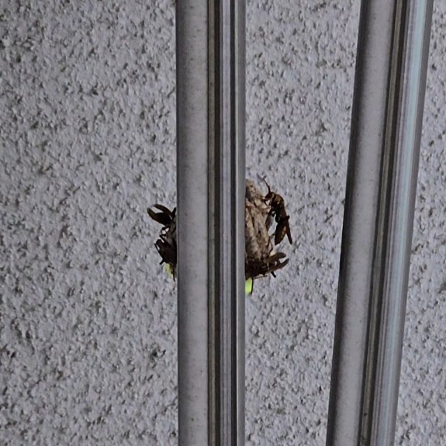 f:id:super-Bonjin:20250726131816j:image