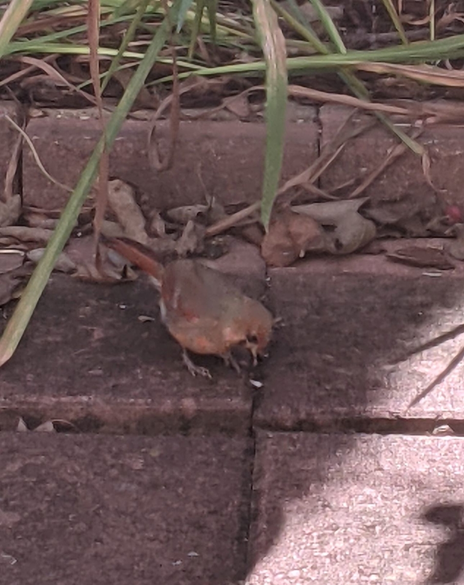 f:id:super-kabuto:20211002044307j:plain