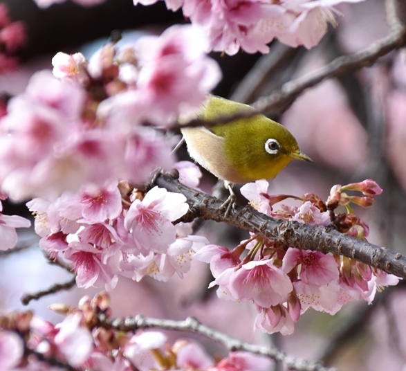 f:id:superlanza230:20160218192058j:plain f:id:superlanza230:20160218192058j:plain