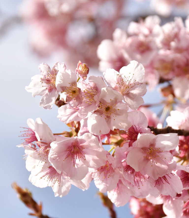 f:id:superlanza230:20160218193216j:plain f:id:superlanza230:20160218193216j:plain