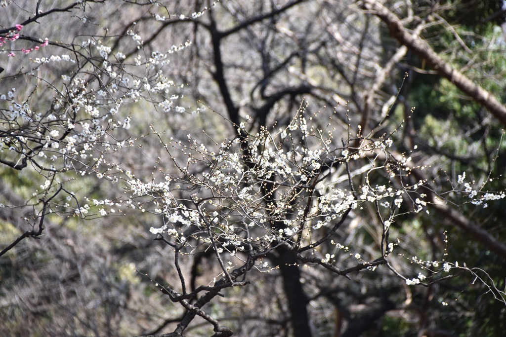 f:id:superlanza230:20160218193702j:plain f:id:superlanza230:20160218193702j:plain