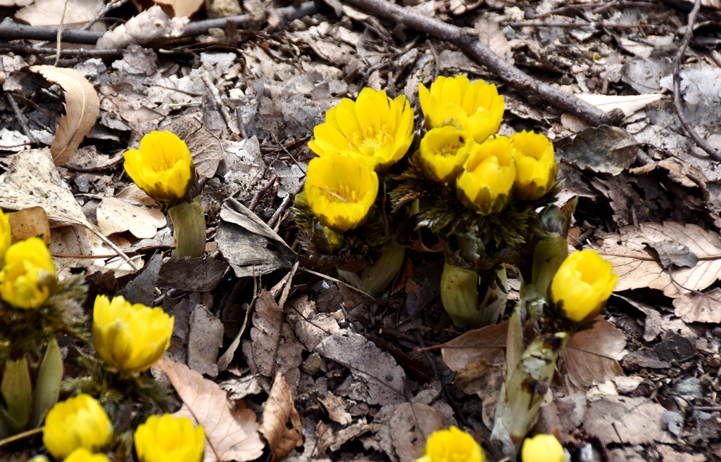 f:id:superlanza230:20160218193805j:plain f:id:superlanza230:20160218193805j:plain