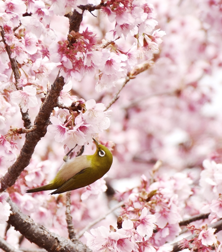 f:id:superlanza230:20160218195831j:plain f:id:superlanza230:20160218195831j:plain