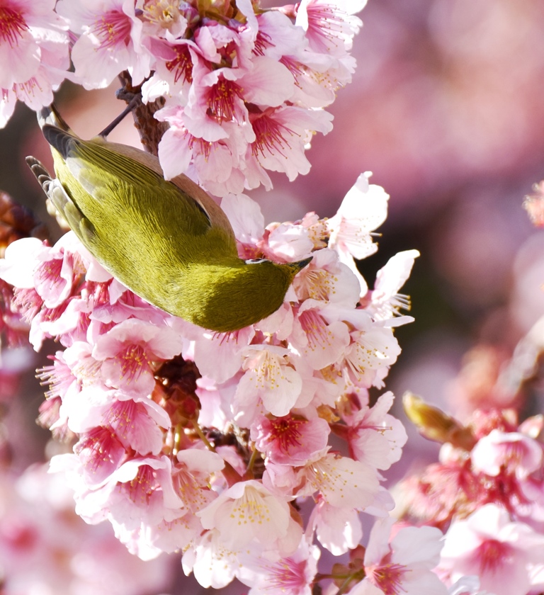 f:id:superlanza230:20160218195951j:plain f:id:superlanza230:20160218195951j:plain