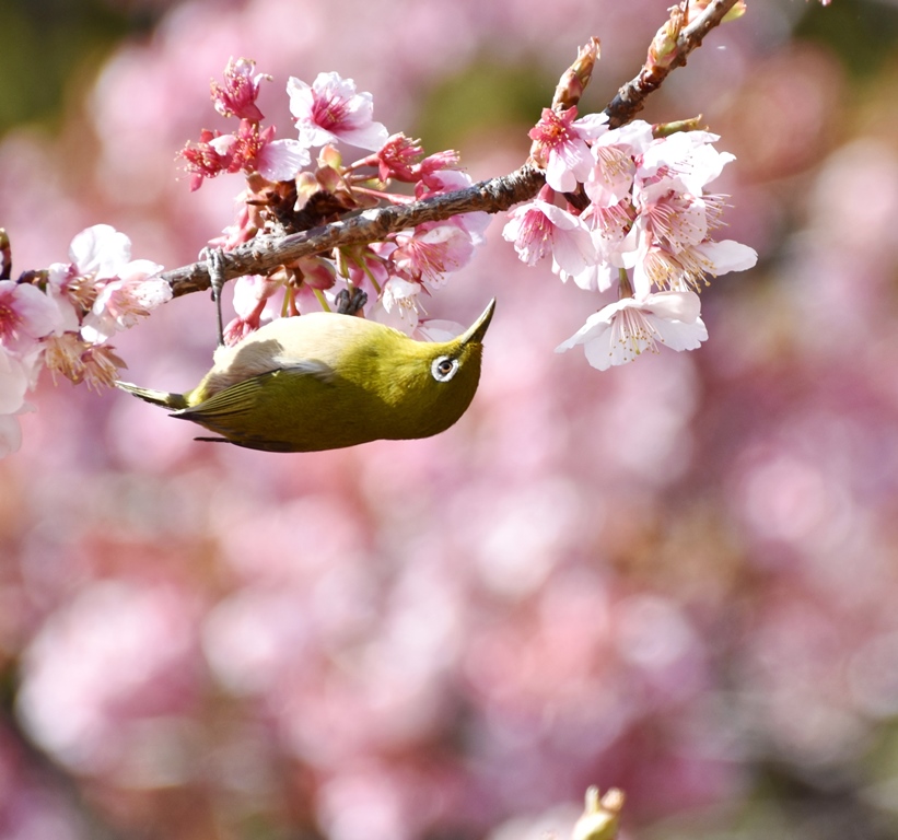 f:id:superlanza230:20160218200211j:plain f:id:superlanza230:20160218200211j:plain