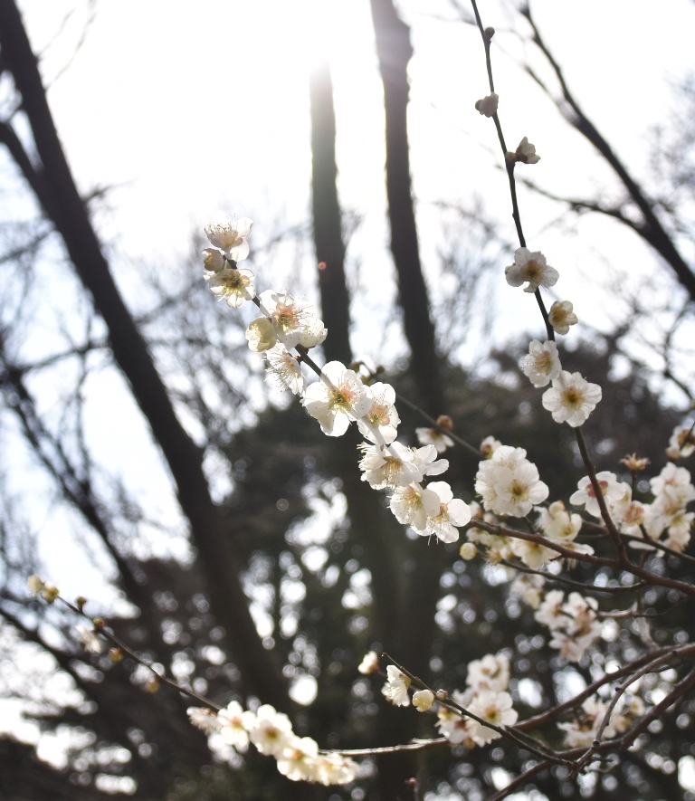 f:id:superlanza230:20160218201508j:plain f:id:superlanza230:20160218201508j:plain