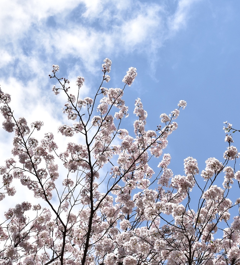 f:id:superlanza230:20170413184655j:plain