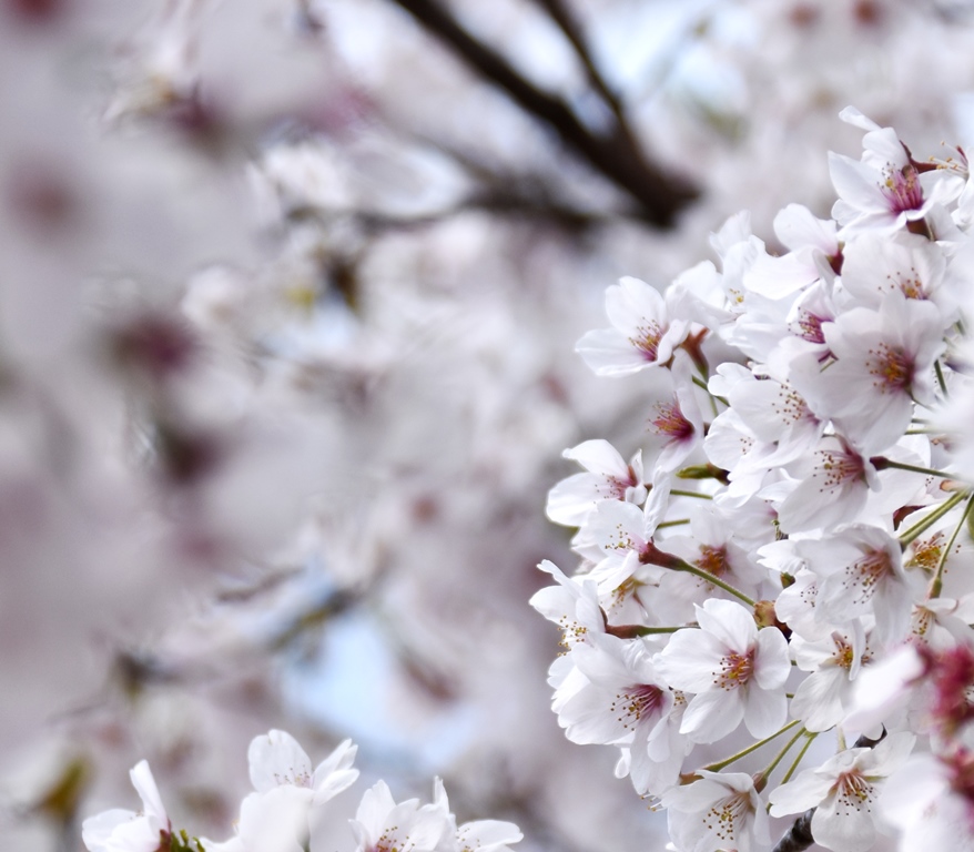 f:id:superlanza230:20170413184705j:plain