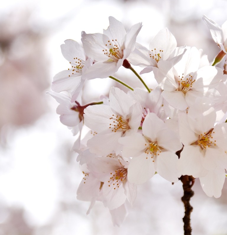 f:id:superlanza230:20170413184718j:plain