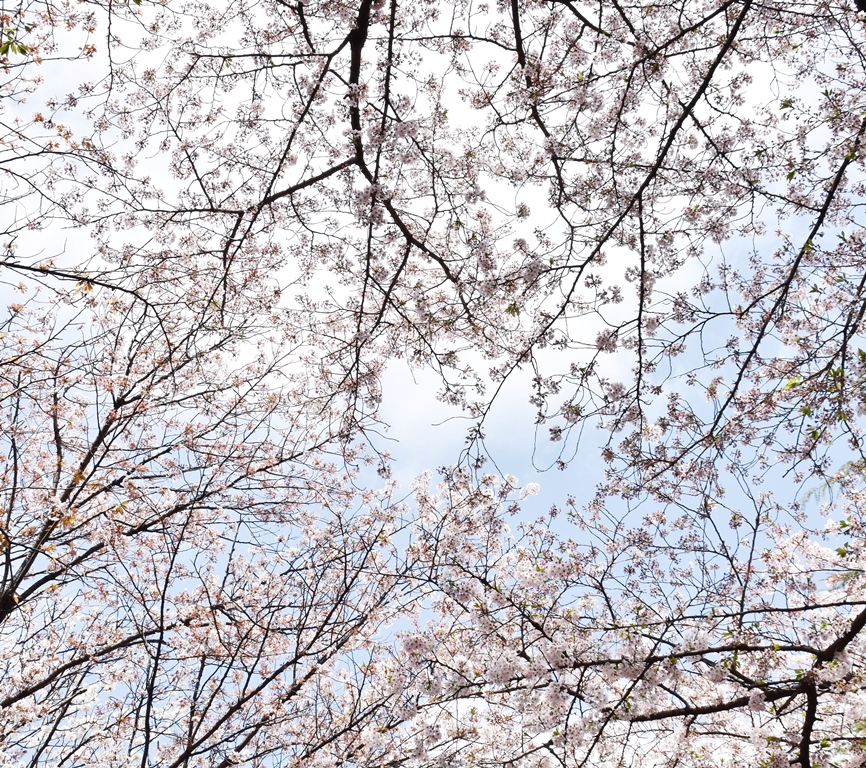 f:id:superlanza230:20170413185247j:plain