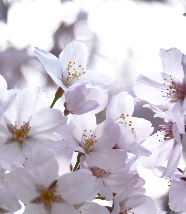 f:id:superlanza230:20170413185255j:plain