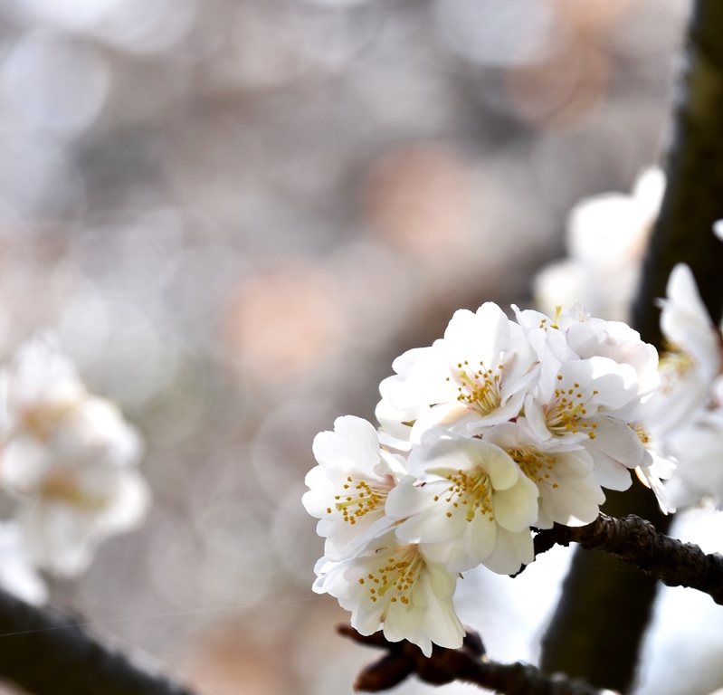 f:id:superlanza230:20170413185302j:plain