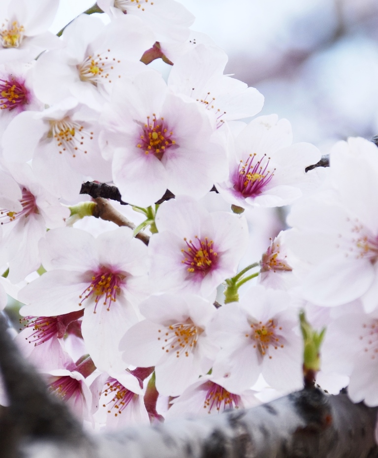 f:id:superlanza230:20170413185311j:plain