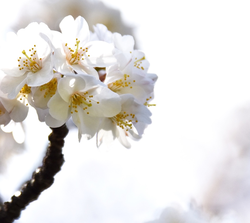 f:id:superlanza230:20170413185320j:plain