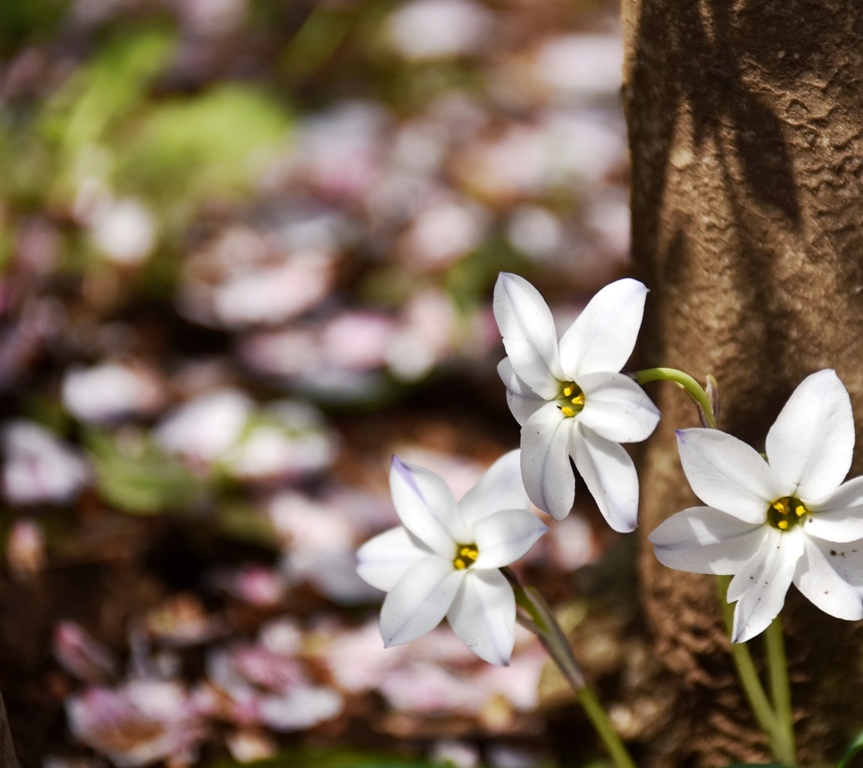 f:id:superlanza230:20170413185338j:plain