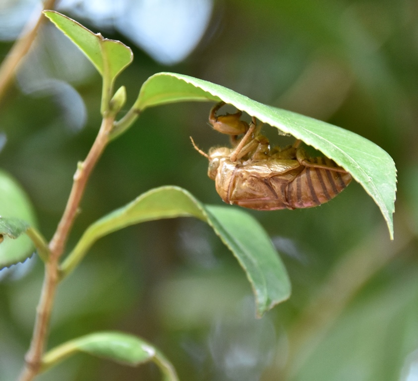 f:id:superlanza230:20170413185344j:plain