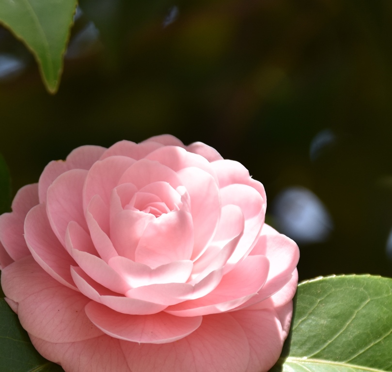 f:id:superlanza230:20170413185925j:plain