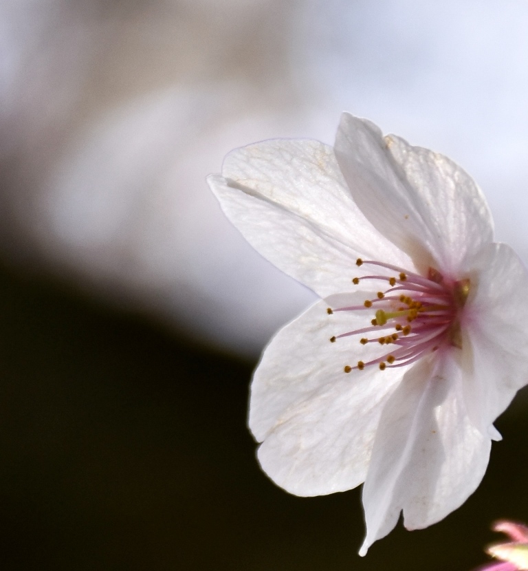 f:id:superlanza230:20170413190035j:plain