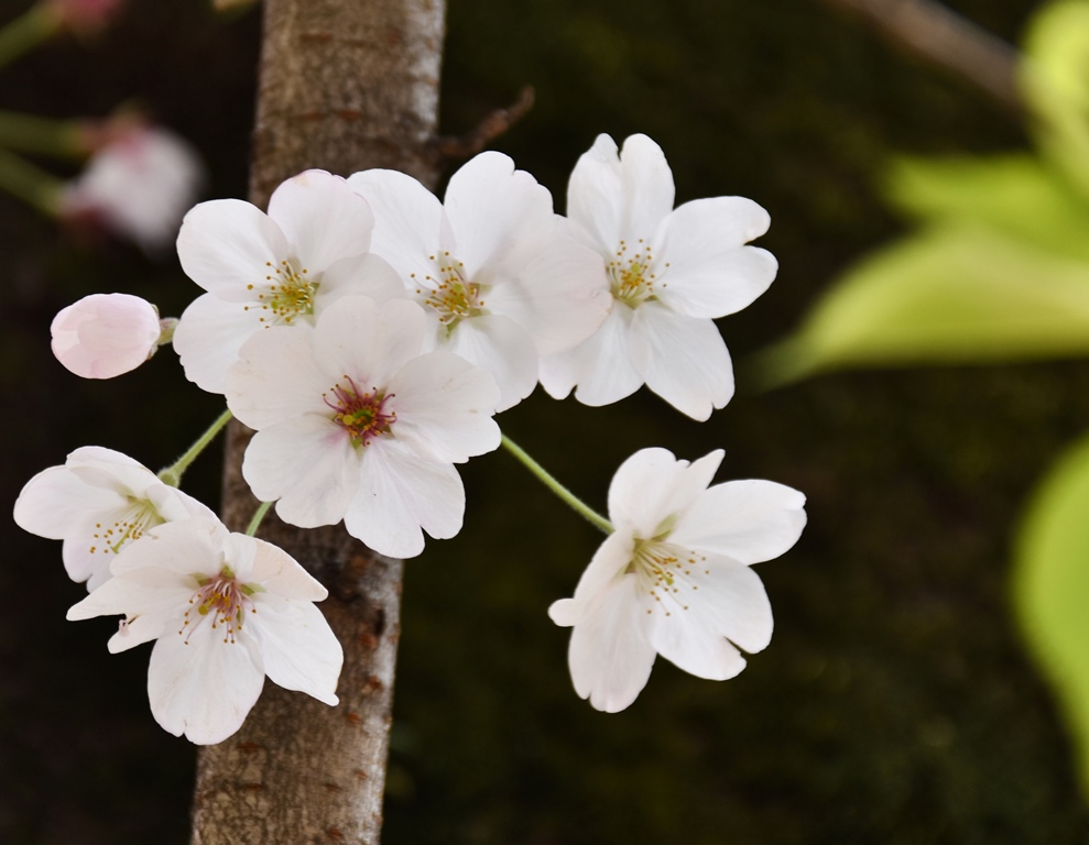 f:id:superlanza230:20170413190044j:plain