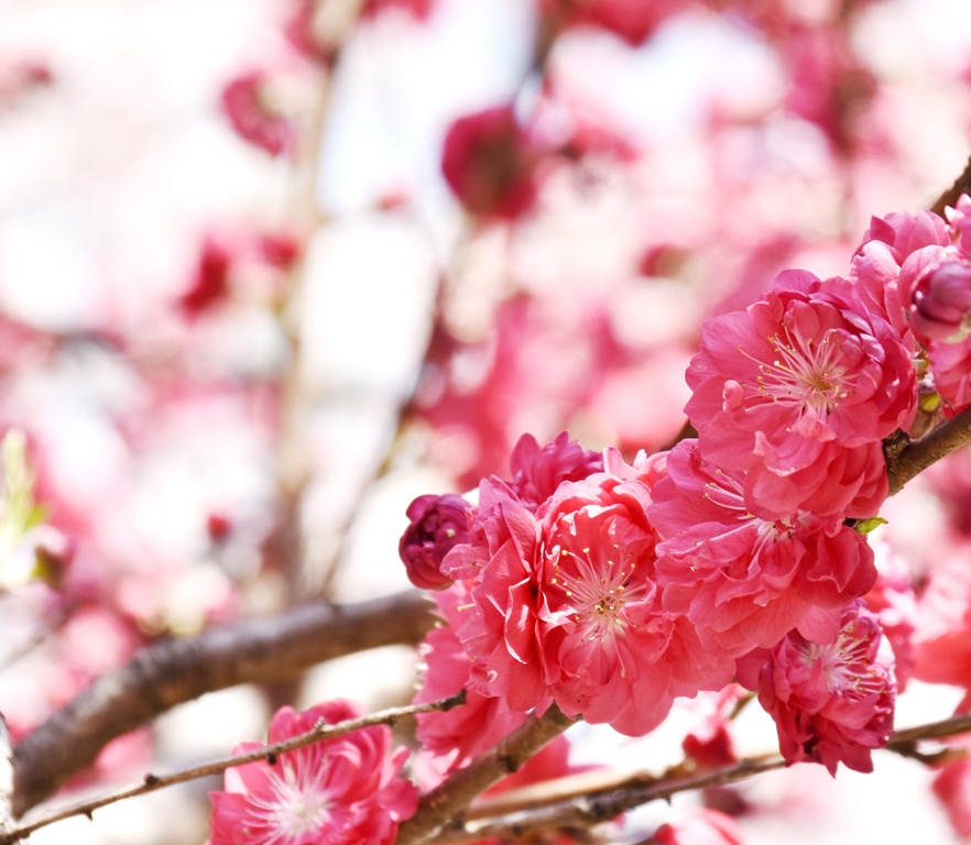 f:id:superlanza230:20170413190101j:plain