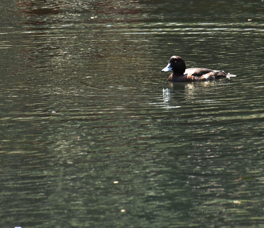 f:id:superlanza230:20170413190121j:plain