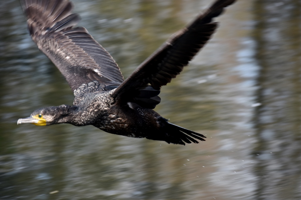 f:id:superlanza230:20170413190158j:plain