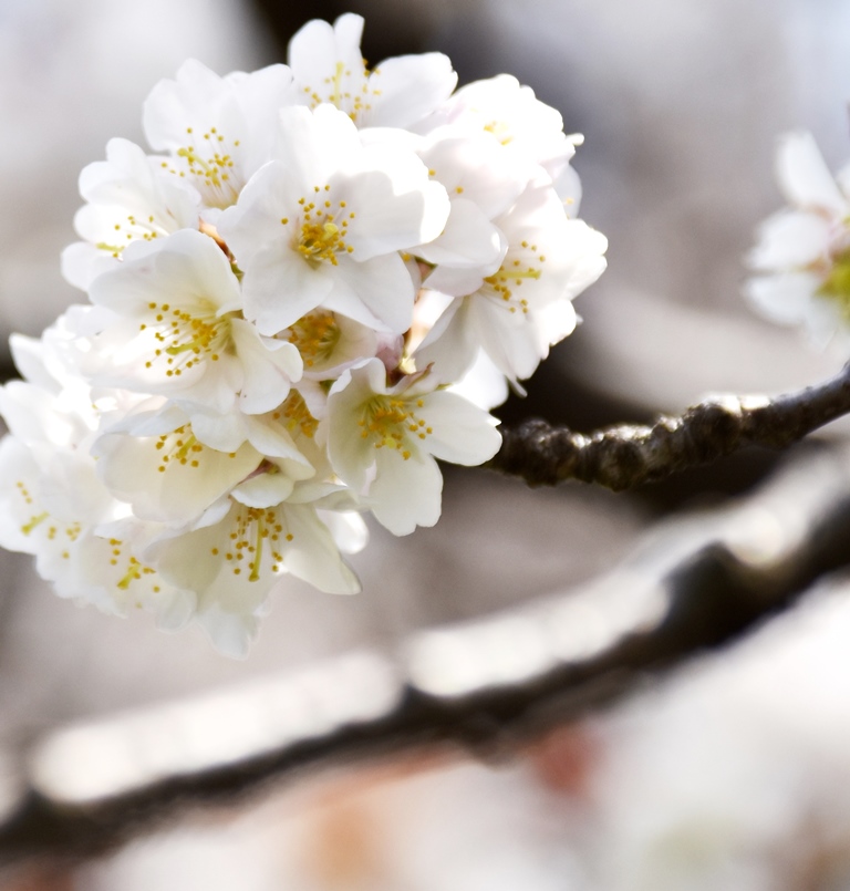 f:id:superlanza230:20170413190700j:plain