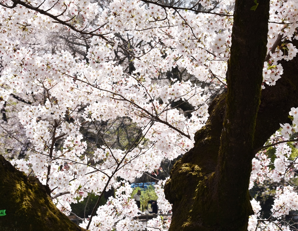 f:id:superlanza230:20170413190708j:plain