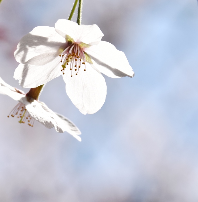 f:id:superlanza230:20170413190726j:plain