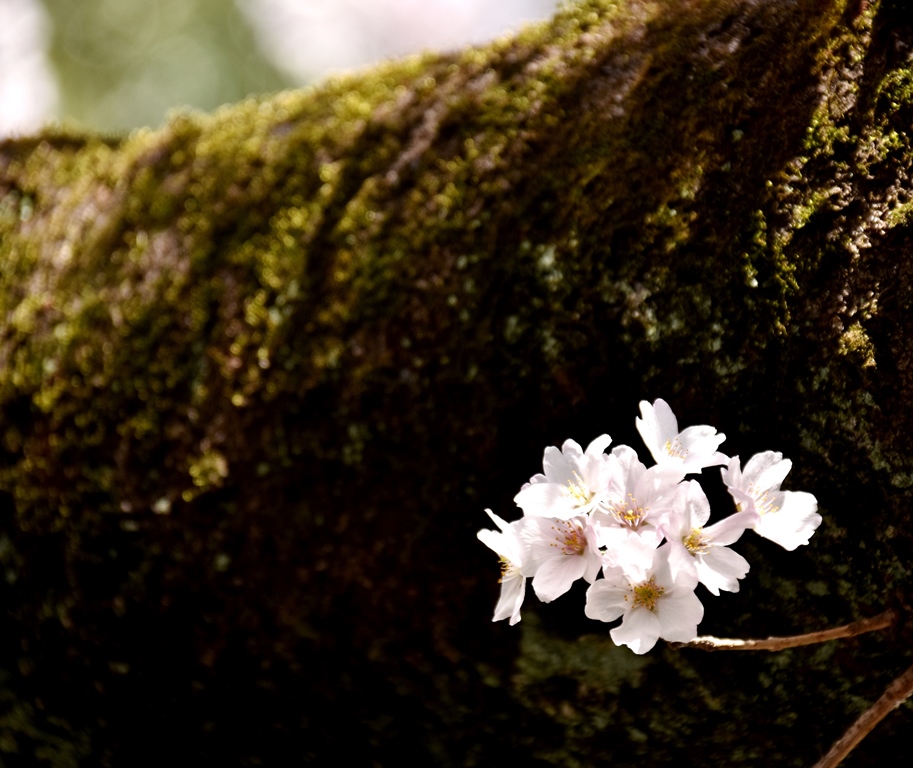 f:id:superlanza230:20170413190735j:plain