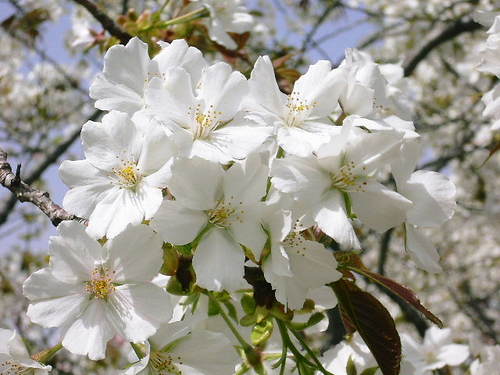 f:id:superlanza230:20170413191639j:plain