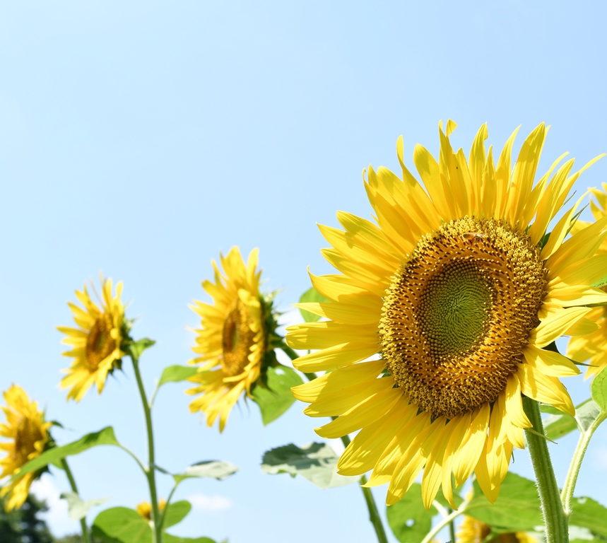 f:id:superlanza230:20170722114548j:plain