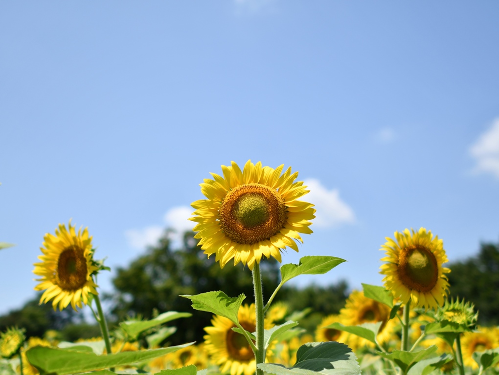 f:id:superlanza230:20170722114634j:plain