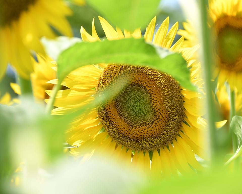 f:id:superlanza230:20170722114652j:plain