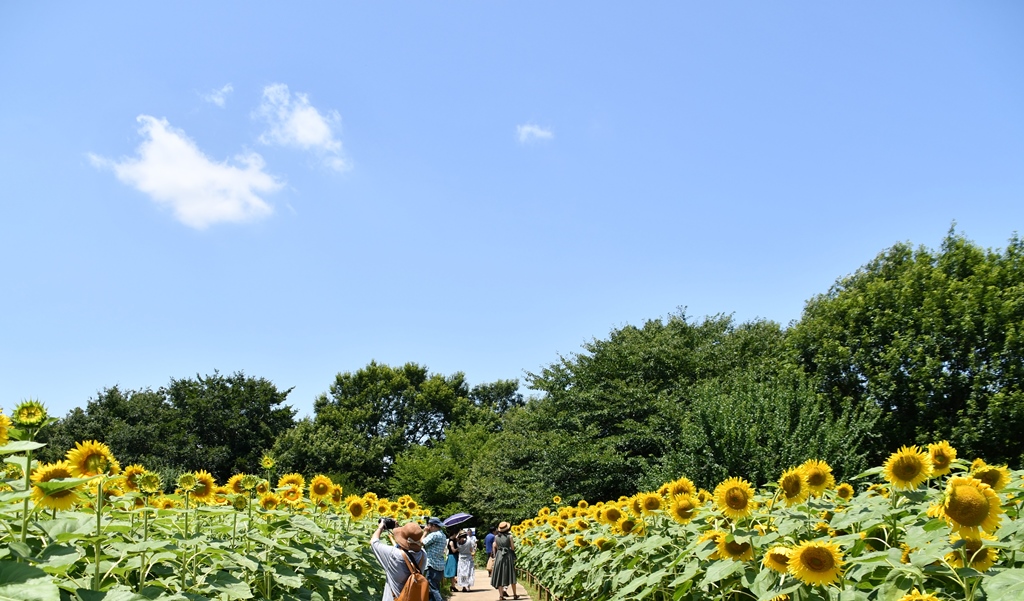 f:id:superlanza230:20170722115457j:plain