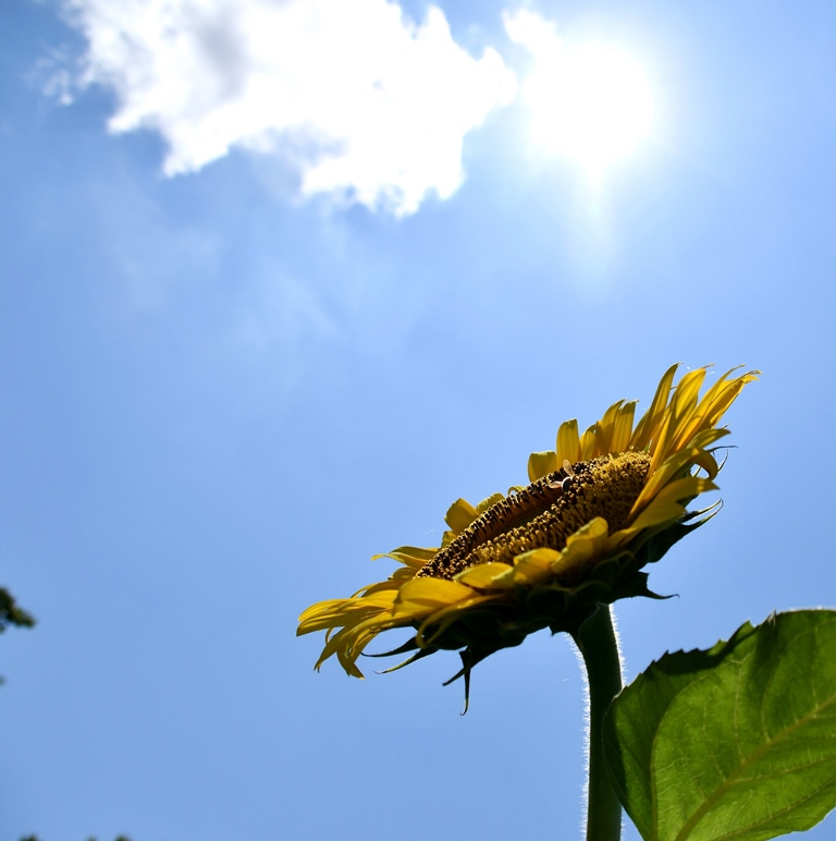 f:id:superlanza230:20170722115508j:plain