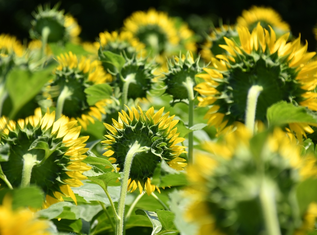 f:id:superlanza230:20170722115522j:plain