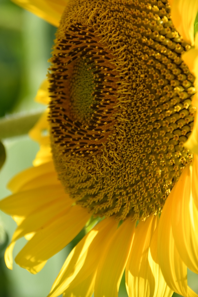 f:id:superlanza230:20170722115535j:plain