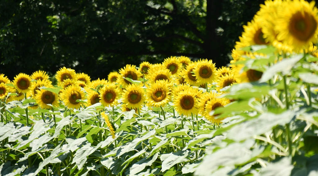 f:id:superlanza230:20170722115543j:plain