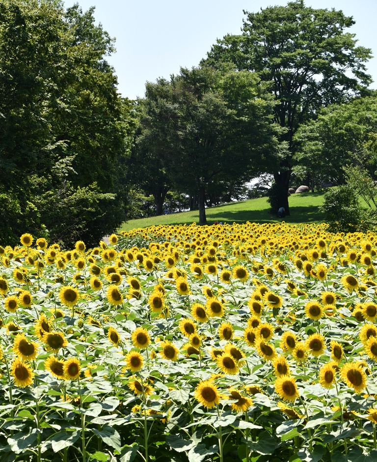 f:id:superlanza230:20170722115635j:plain